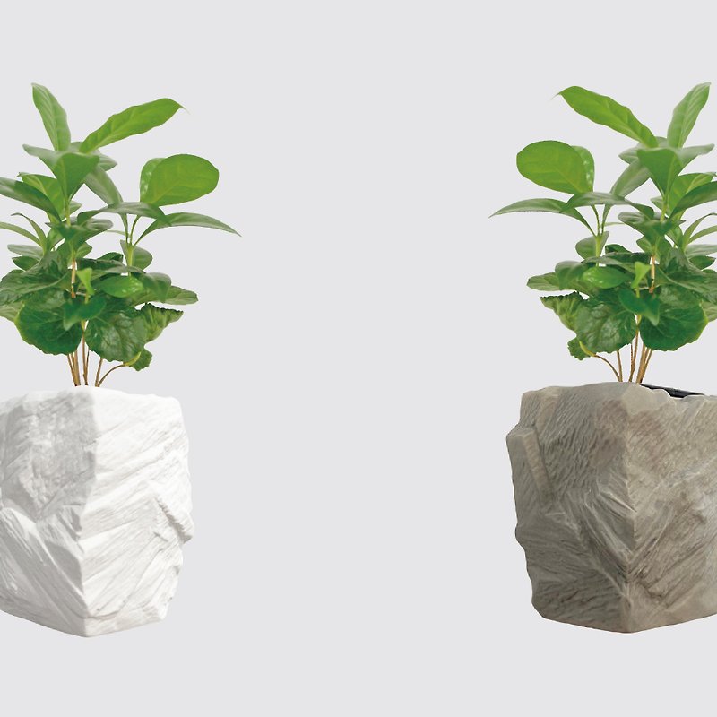 │ Square Pot Series│ Coffee Seedlings-Indoor Plants Hydroponic Potted Lazy Plants - Plants - Plants & Flowers 