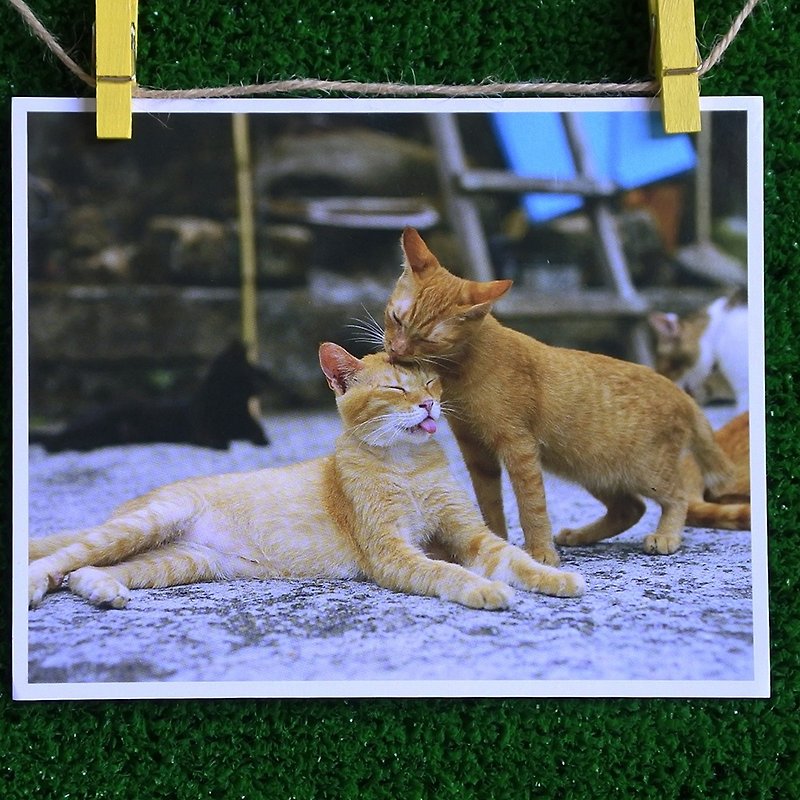 3猫屋猫写真ポストカード（写真：猫夫人）-あなたと私 - カード・はがき - 紙 