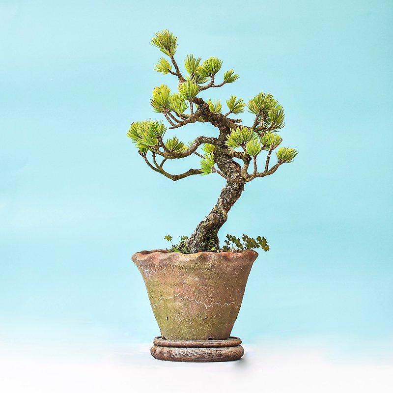 Nasu White Pine | Bonsai Planet HK - Plants - Plants & Flowers 