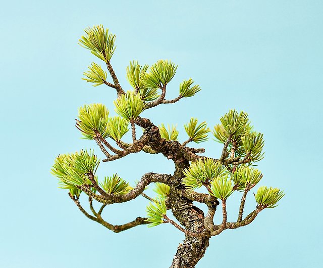 那須五葉松Nasu White Pine | 盆景星球Bonsai Planet - 設計館盆景星球 
