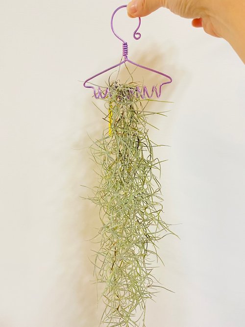 VitaDesign 空氣鳳梨 松羅小衣架 鋁線吊籃 空間佈置 交換 畢業禮物(含植物)