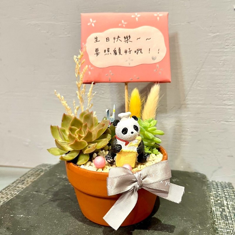 台中多肉組盆 多肉植物 日式枯山水 居家小 熊貓 療癒盆栽 生日禮 - 盆栽/植栽 - 植物．花 綠色