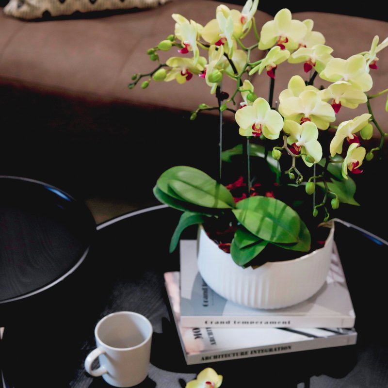 [Orchid Potted Plant] Mustard (Large) Phalaenopsis Potted Plant Opening Gift Promotion Promotion New Year Gift - ตกแต่งต้นไม้ - พืช/ดอกไม้ สีเหลือง