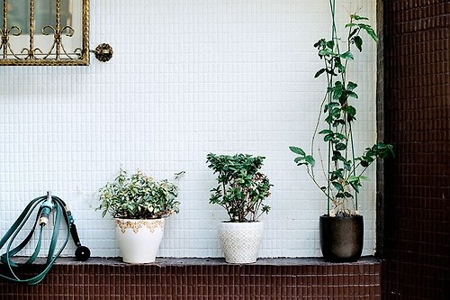 Katie Yang Photographs 攝影 萬用 明信片 - Alleyway系列 - 植物