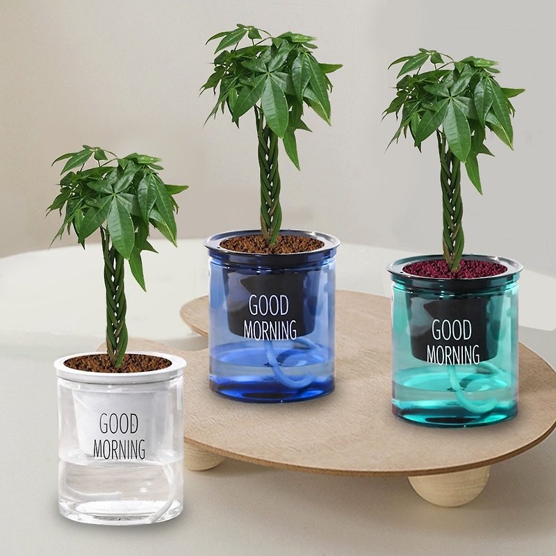 Plant Fortune Tree Indoor Potted Lazy Potted Plant