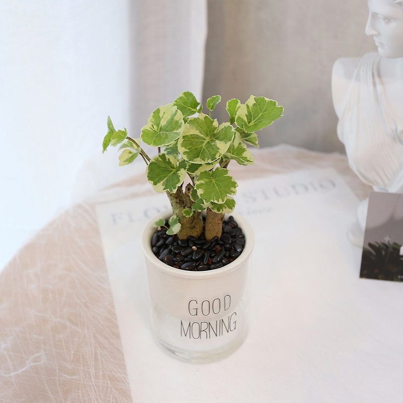 PD165 golden phlox tree water-absorbing potted plant/indoor plant lazy plant - ตกแต่งต้นไม้ - พืช/ดอกไม้ 