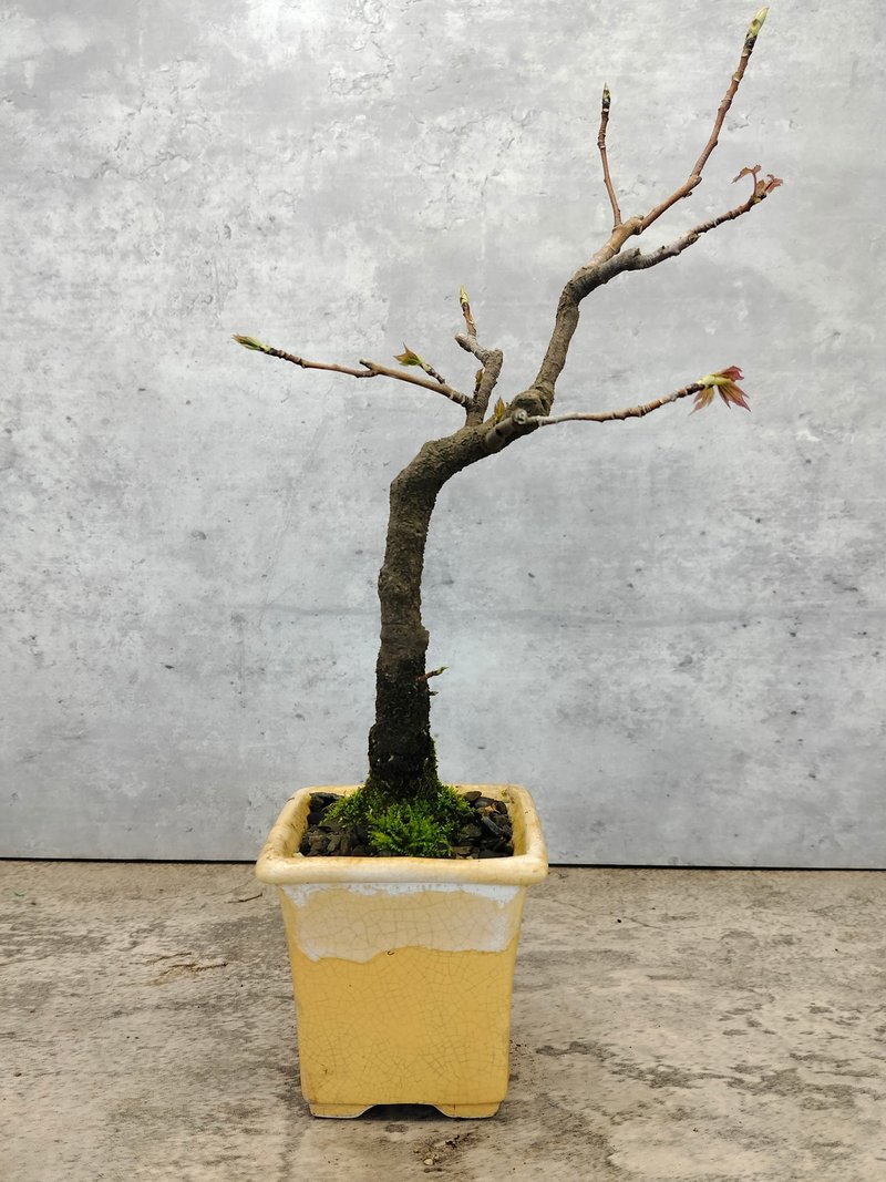 陶盆楓香盆栽 - 盆栽/植栽 - 植物．花 