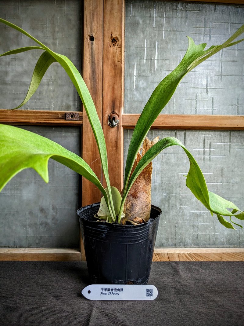 千手觀音鹿角蕨Platycerium 'SS Foong' - 植栽/盆栽 - 植物．花 綠色