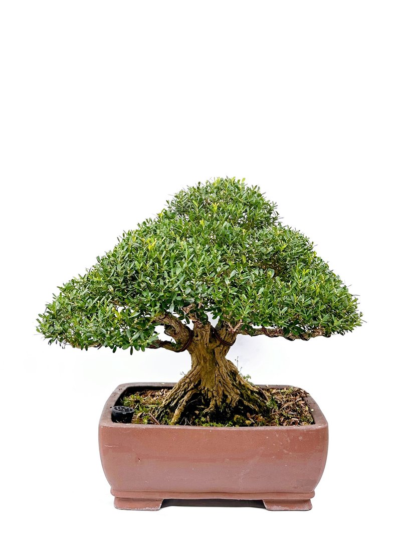 入厝升遷送禮・雀舌黃楊・ヒメツゲ - 盆栽/植栽 - 植物．花 
