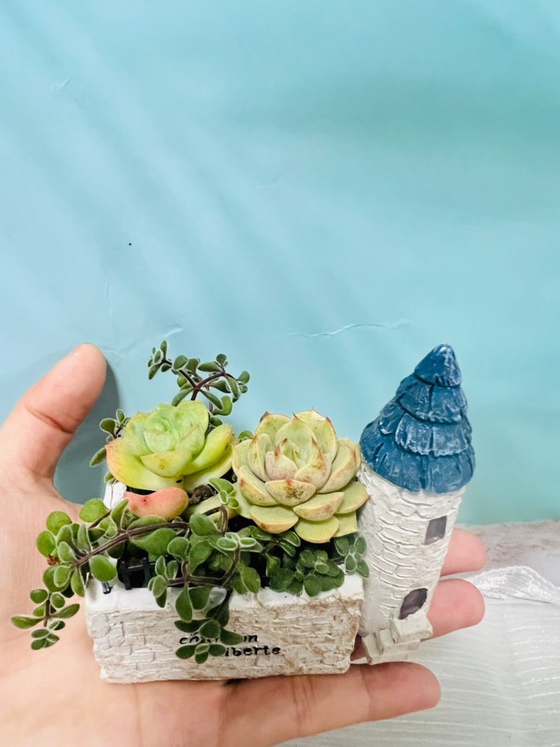 掌上城堡精緻客製組盆 日本進口盆器 - 盆栽/植栽 - 水泥 白色