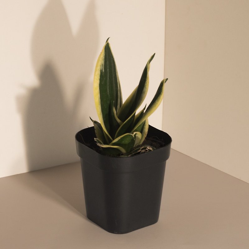 Black Star Tigertail Orchid_Indoor Planting - Plants - Plants & Flowers 
