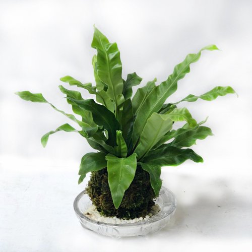 永春花苑世貿店 療癒系 山蘇苔球(底盤款/無底盤款) | 居家辦公好夥伴 WFH