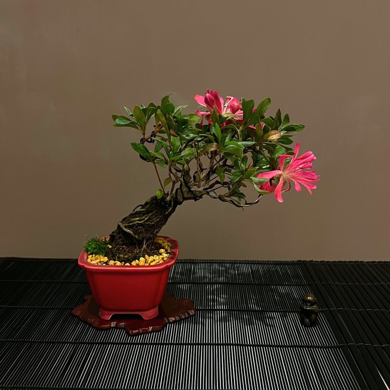 皋月杜鵑∣花だより 小品迎賓露根盆景 開花中 - 植栽/盆栽 - 陶 