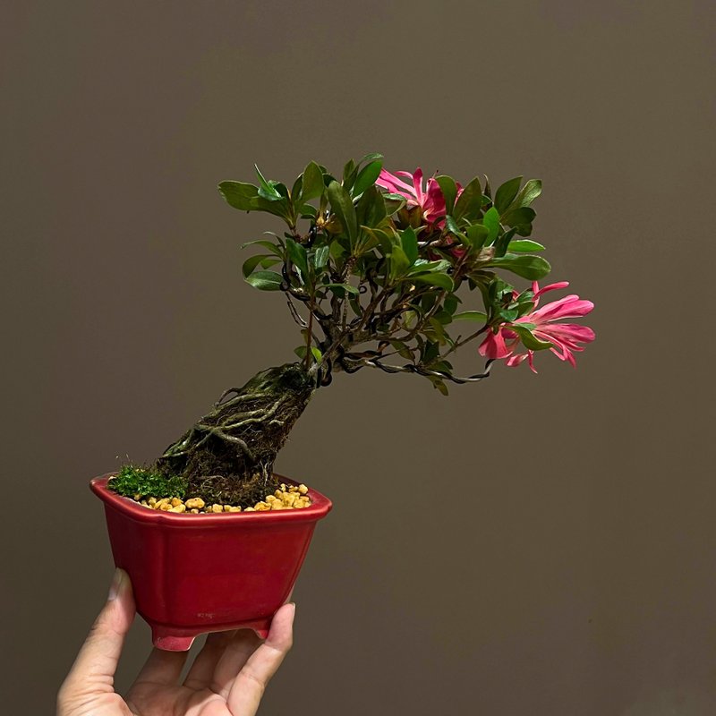 皋月杜鵑∣花だより 小品迎賓露根盆景 開花中 - 植栽/盆栽 - 陶 