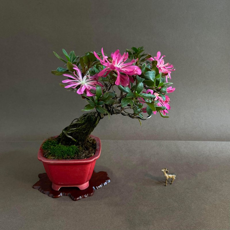 皋月杜鵑∣花だより 小品迎賓露根盆景 開花中 - 盆栽/植栽 - 陶 