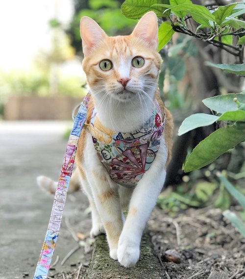 Meow手作樂園 寵物胸背帶【貓狗通用】自選花色 含牽繩