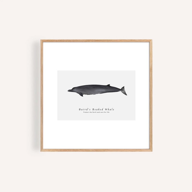 貝氏喙鯨 Baird's Beaked Whale /海洋動物插畫掛畫/藝術無框輸出 - 海報/掛畫/掛布 - 紙 