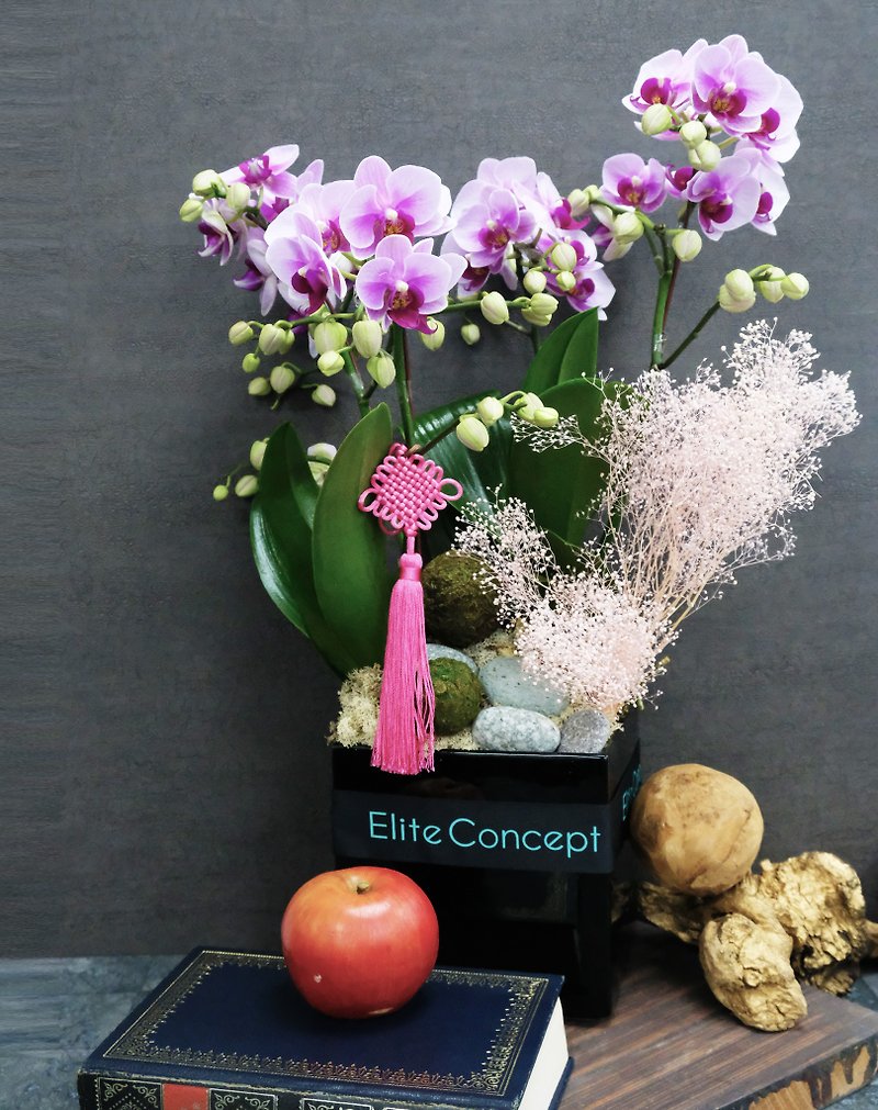 Yili Manor x FUN LAB Liufu Yichuang Floral Art Classroom 1.25 Adds New Year to the New Year-Orchid Course - Plants & Floral Arrangement - Plants & Flowers 
