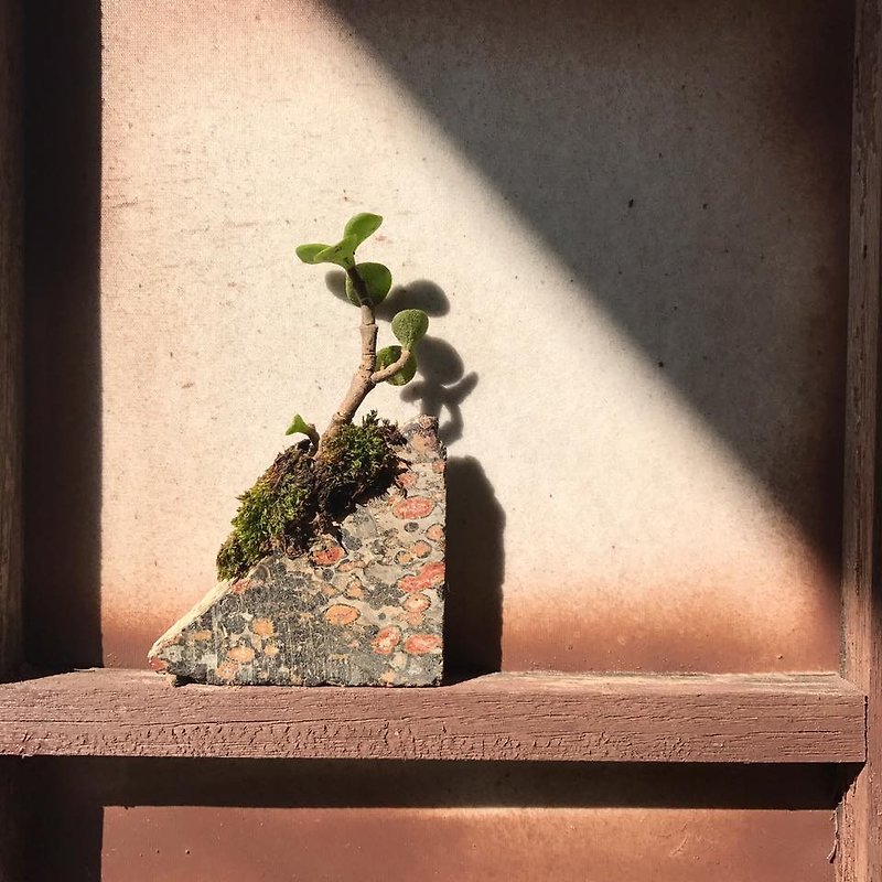 ] [ロスト・天然瑪瑙石ミニヒョウ小さな鉢植えの植物を見つけます - 観葉植物 - 宝石 ブラウン