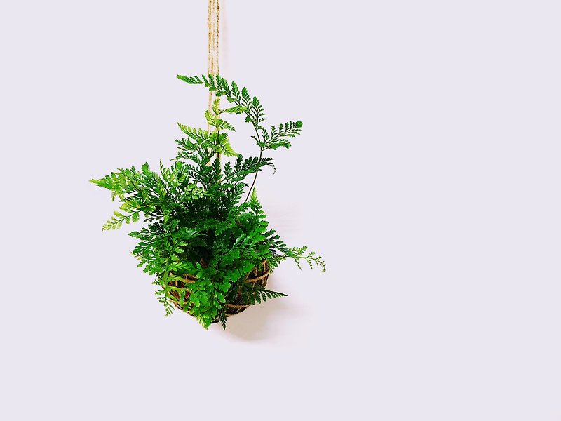 Rabbit's Foot Fern Moss Ball│Board Plant│Home Decoration│Indoor Plant│ - Plants - Plants & Flowers Green