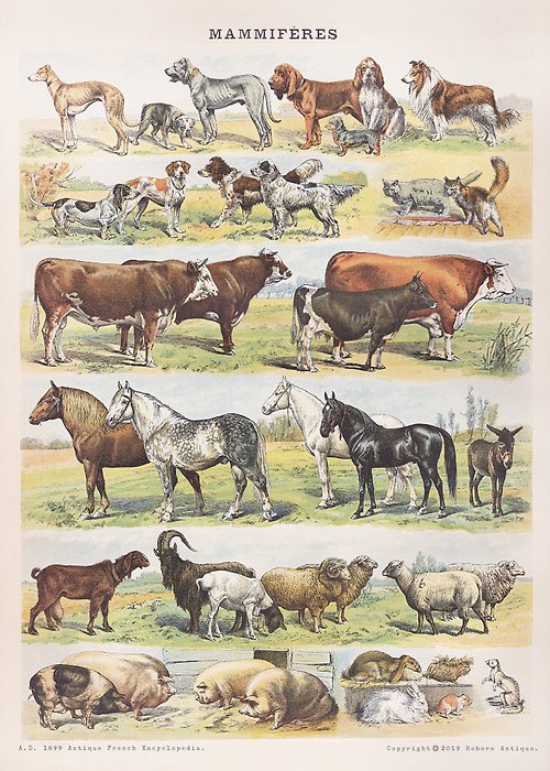 Reborn Antique 古董雜貨鋪 本館獨立印製海報 法國1860年古董百科圖鑑海報 農場動物