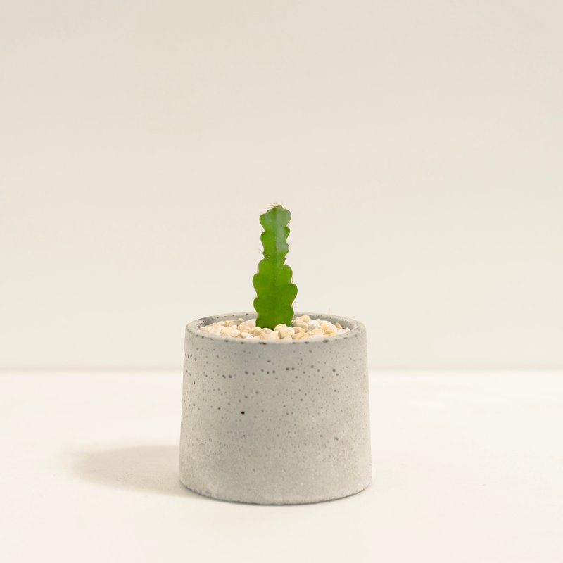 鯊魚劍(二點五寸)│泥作系列│福所栽 - 盆栽/植栽 - 水泥 綠色