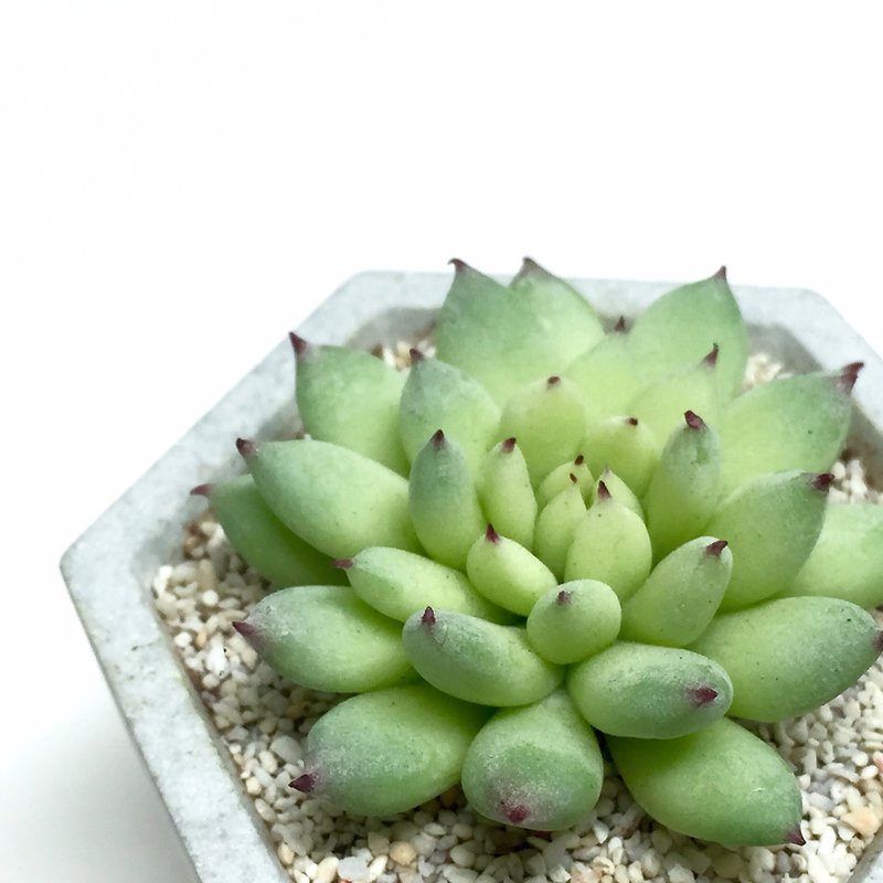 Biomimetic clay succulent sedum green claw - Items for Display - Clay 