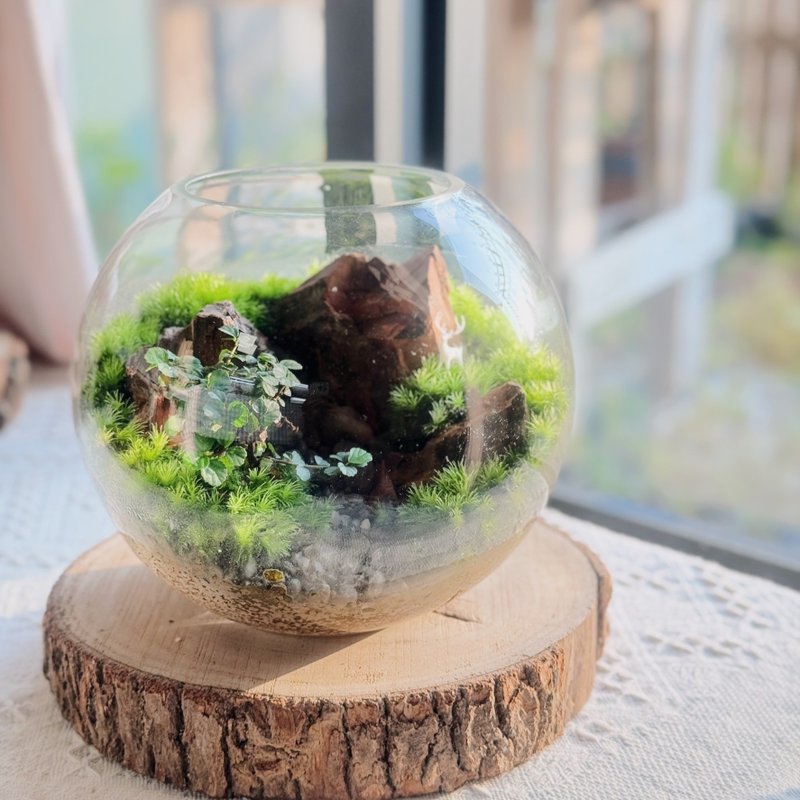 【新手友善】福鹿森林(8吋)苔蘚缸A款.生態缸.微景觀.生態缸.植栽 - 盆栽/植栽 - 植物．花 綠色