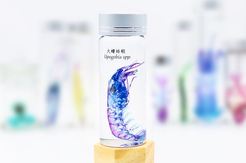 Fish Heart 魚心標本藝術 透明生物標本 - 大螻蛄蝦 Upogebia spp.