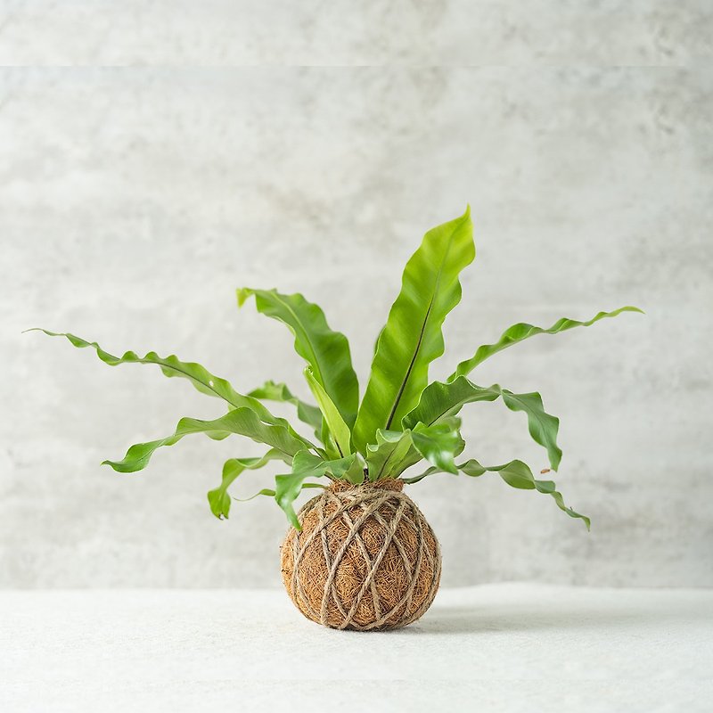【水苔球植物】山蘇-室內植物/觀葉植物/送禮 - 植栽/盆栽 - 植物．花 綠色