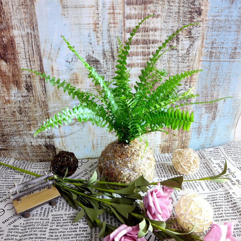 Handmade / Fern Series Moss Ball - Boston Kidney Fern - Plants - Plants & Flowers Green