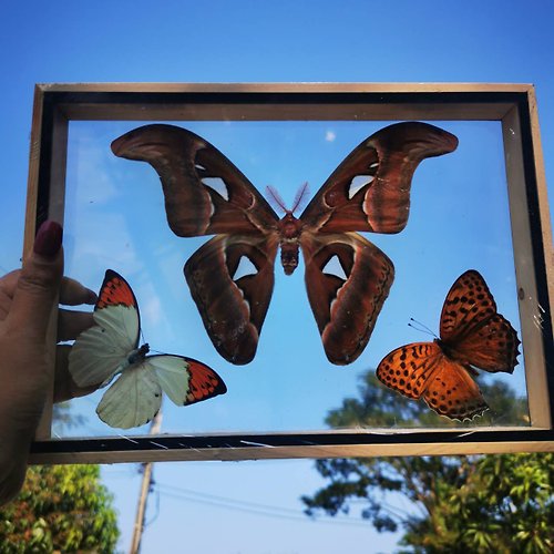 cococollection Set Atlas Moth (M) + 2 Butterfly Real Taxidermy Attacus Insect Framed Display Mo