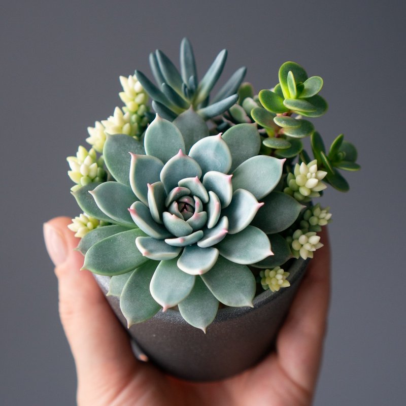 Grey jewelry box with echeveria Chihuahuensis - Storage - Other Materials 