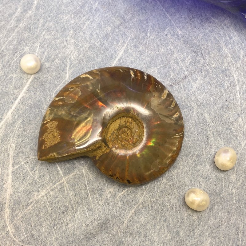 Edith & Jaz • Natural Rainbow Ammonite Fossil Decoration (E) - Items for Display - Gemstone Multicolor