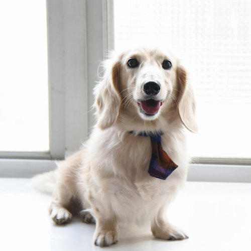 ZAZAZOO 狗狗亨利橘寵物領帶-不含項圈、牽繩【ZAZAZOO】