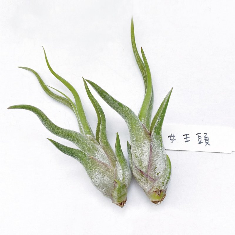 (預購) 女王頭 ( 梅杜莎 ) 空氣鳳梨  不含水泥盆器 需另加購 - 植栽/盆栽 - 水泥 灰色
