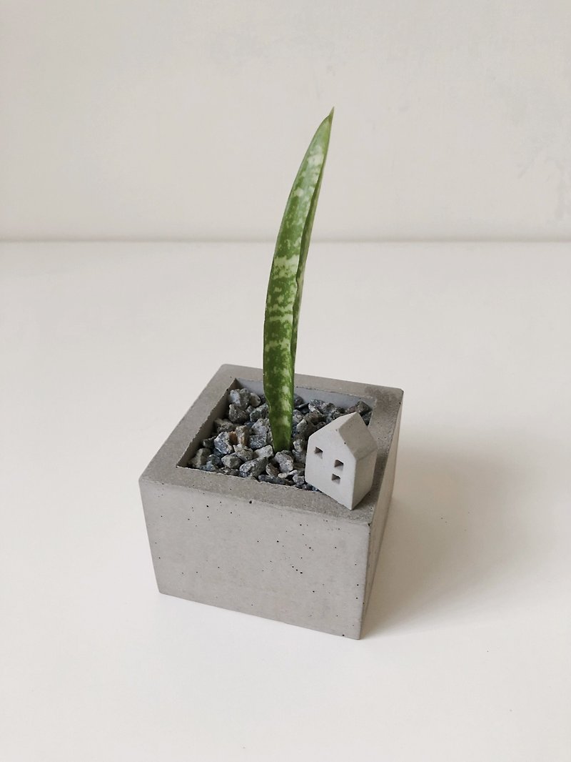 [Tiger Orchid in the Year of the Tiger] Small Square Cement Flower Vessel + Succulent Orchid + Cement Hut Decoration - Plants - Cement Gray