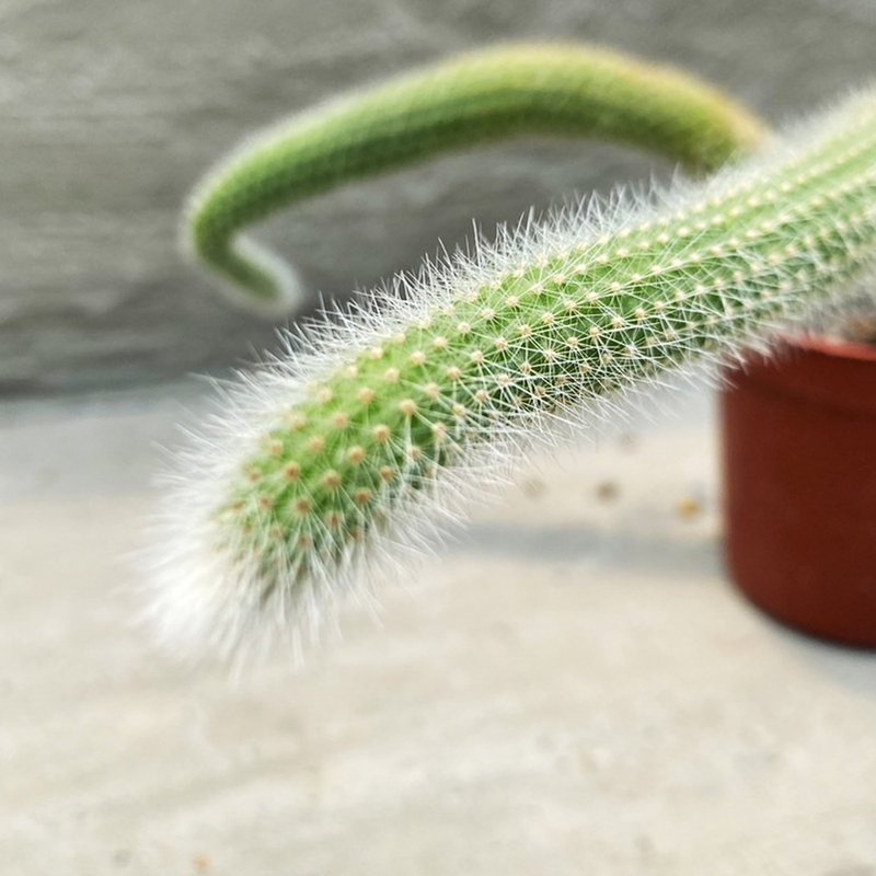 【荳荳多肉】【猴尾柱3頭】喬遷│送禮│升遷│多肉植物 - 盆栽/植栽 - 植物．花 