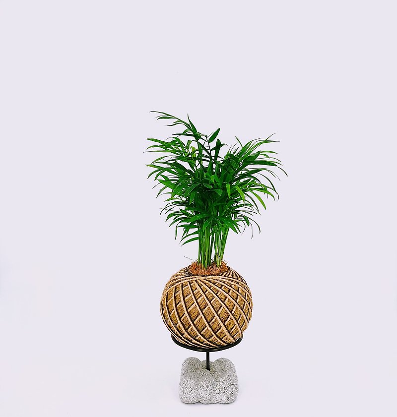 Pocket Coconut Moss Balls│Home Decoration│Window Plants - ตกแต่งต้นไม้ - พืช/ดอกไม้ สีเขียว