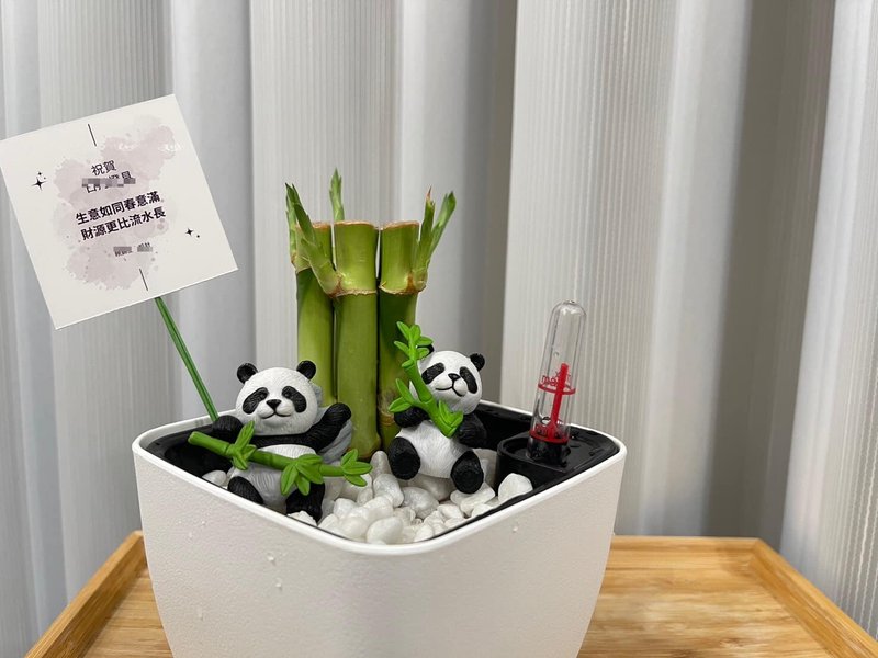 蕨美植栽 室內網美懶人土耕植栽-開運竹+方形懶人花盆 (附熊貓) - 盆栽/植栽 - 植物．花 