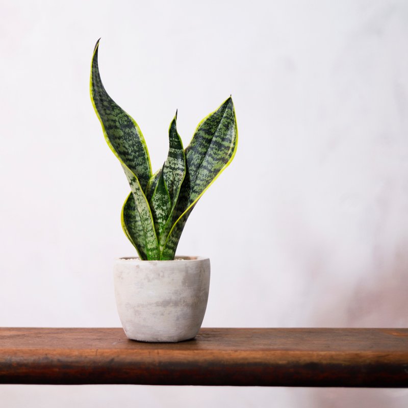 [Indoor potted plants] Sansevieria potted plants, foliage plants, greening potted plants, opening gifts - Plants - Plants & Flowers Green