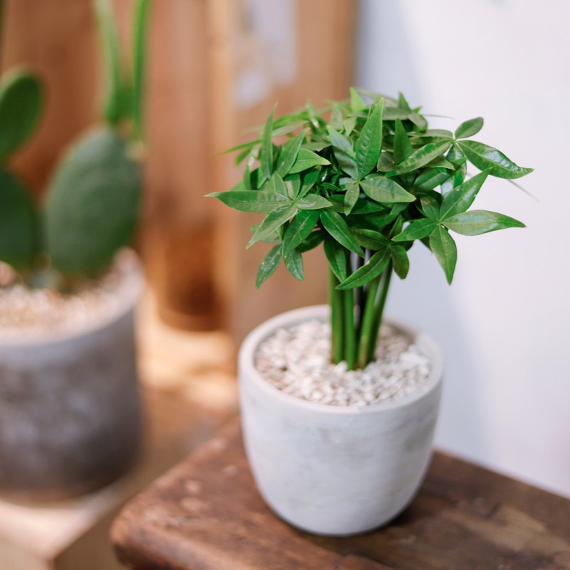 【室內盆栽】馬拉巴栗盆栽 升遷 觀葉植物 盆栽 開幕盆栽 發財樹 - 植栽/盆栽 - 植物．花 綠色