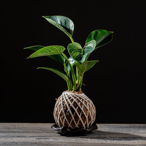 巧繪網植物館 鉑金蔓綠絨苔球 苔球植物 苔玉 適合室內植物 辦公室植物 交換禮