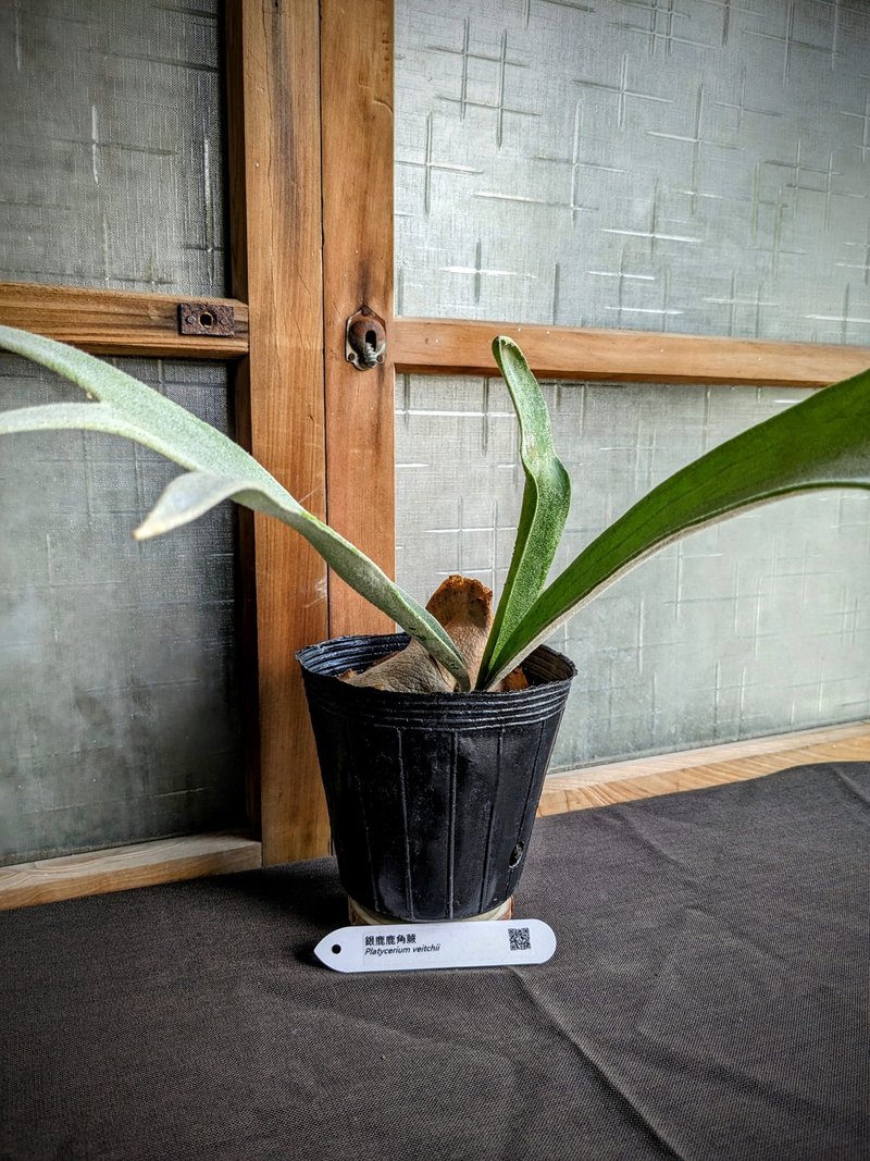 銀鹿鹿角蕨Platycerium veitchii - 植栽/盆栽 - 植物．花 綠色