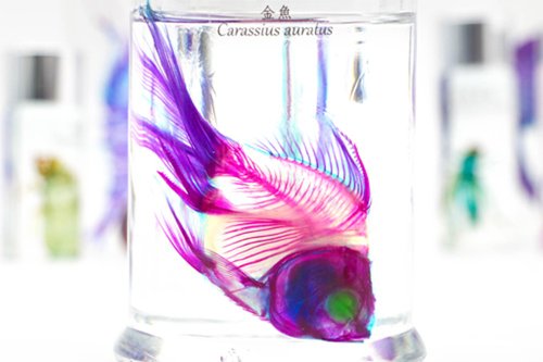 【極希少・極美品】小魚の標本　小瓶　Carassius auratus 透明生物標本- 金魚Carassius auratus | Fish Heart 魚心標本
