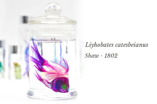 透明な生物標本 - 金魚 Carassius auratus - ショップ fishheart-art