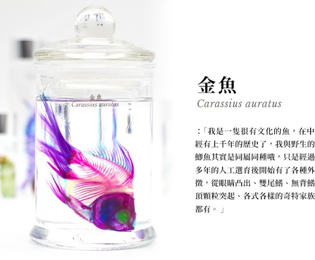 【極希少・極美品】小魚の標本　小瓶　Carassius auratus 透明な生物標本 - 金魚 Carassius auratus - ショップ fishheart