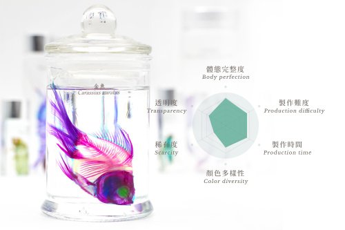 透明生物標本 - 金魚 Carassius auratus - ショップ fishheart-art