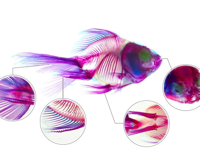 Transparent Biological Specimen - Goldfish Carassius auratus - Shop  fishheart-art Items for Display - Pinkoi