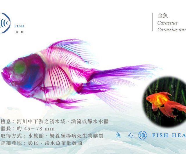 透明な生物標本 - 金魚 Carassius auratus - ショップ fishheart